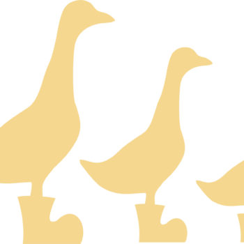 ducks